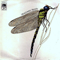 1970 Dragonfly